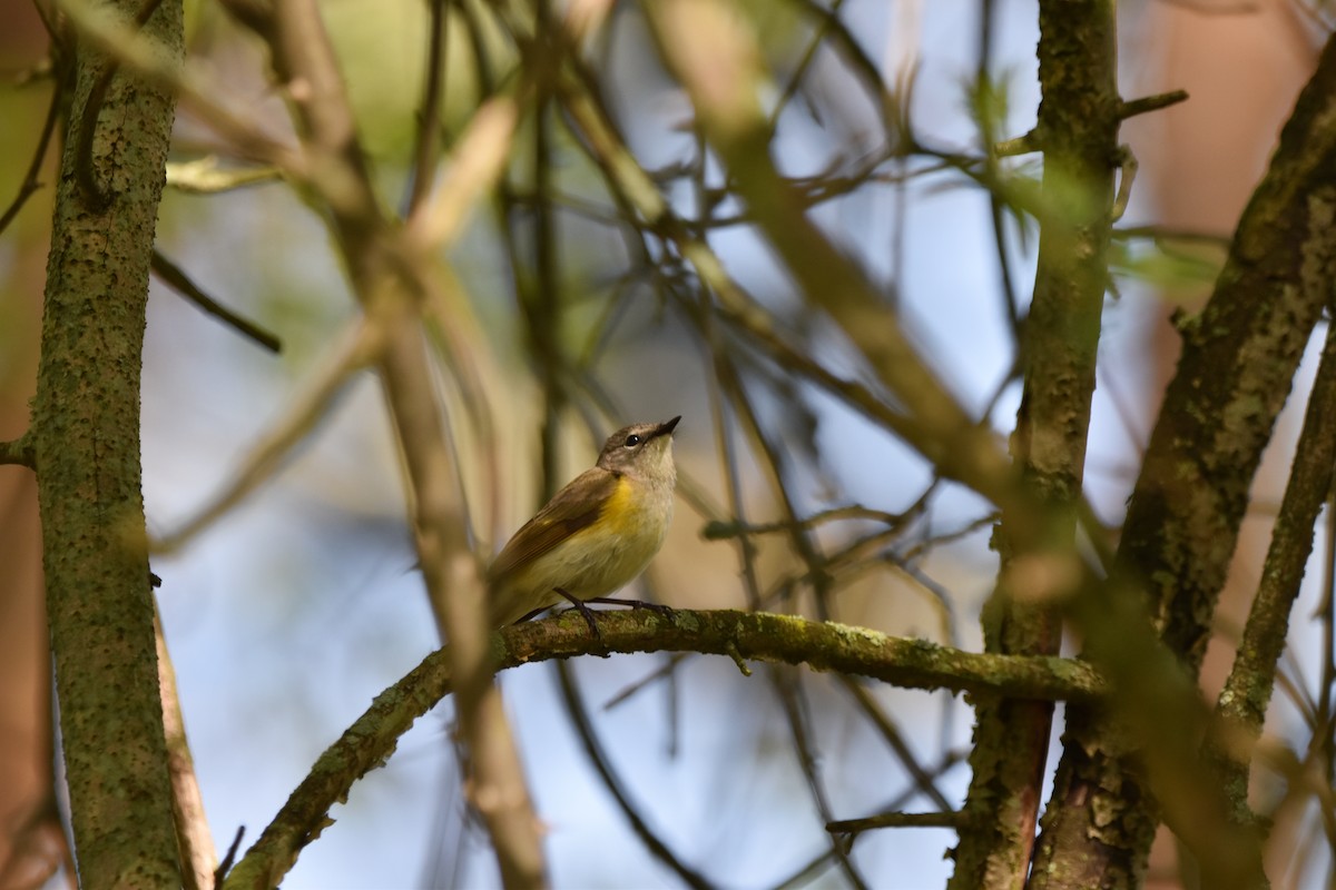 lesňáček lejsčí - ML636016751