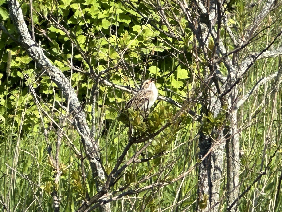 Clay-colored Sparrow - ML636016758