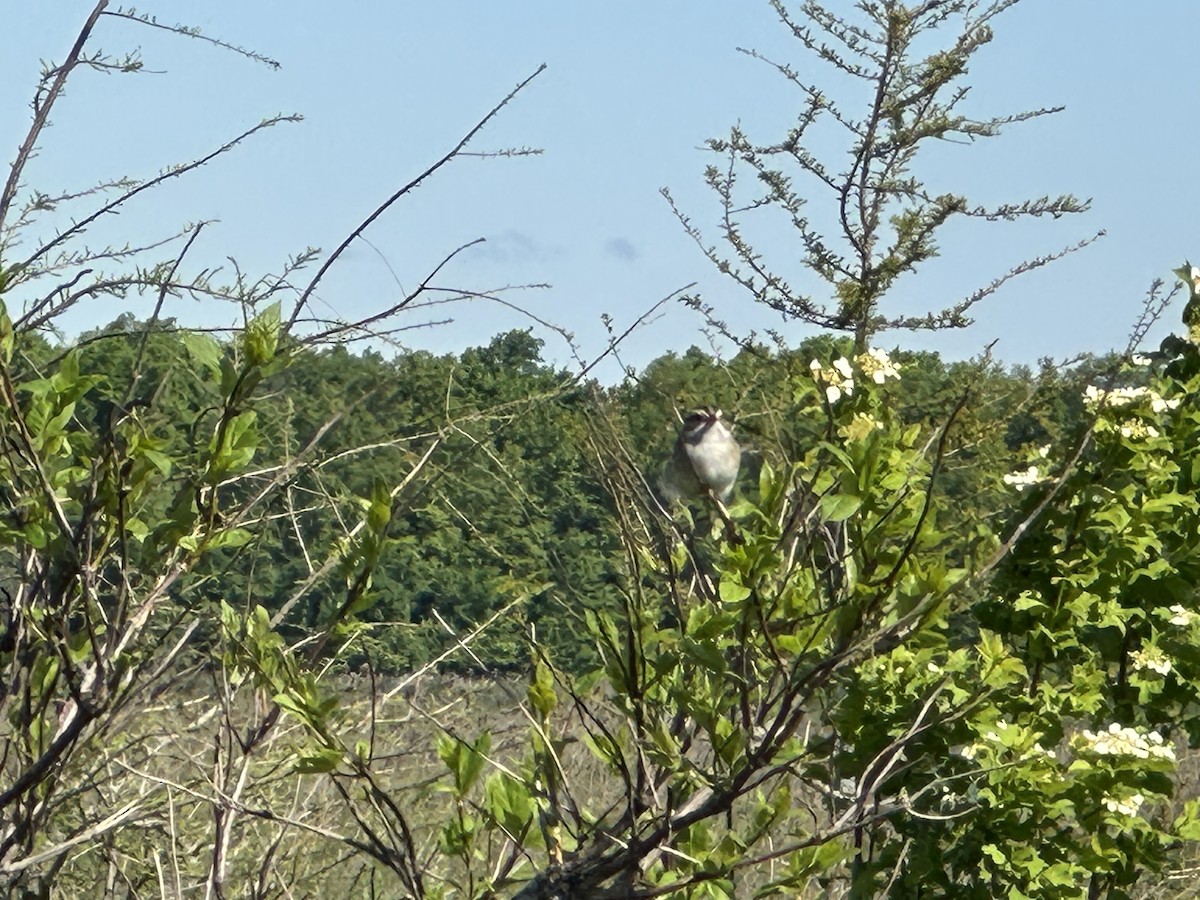 Clay-colored Sparrow - ML636016759