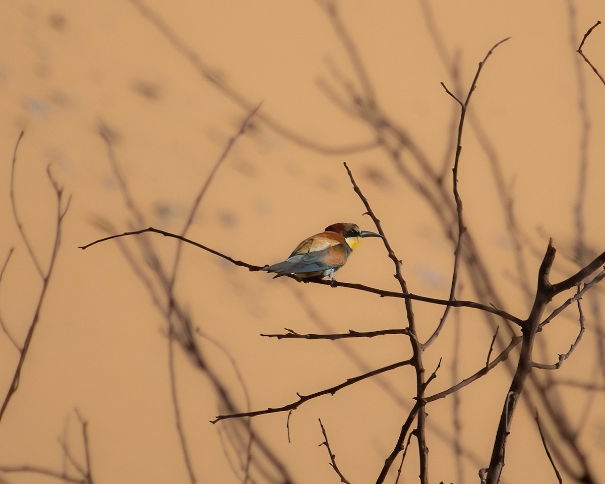 European Bee-eater - ML636016760