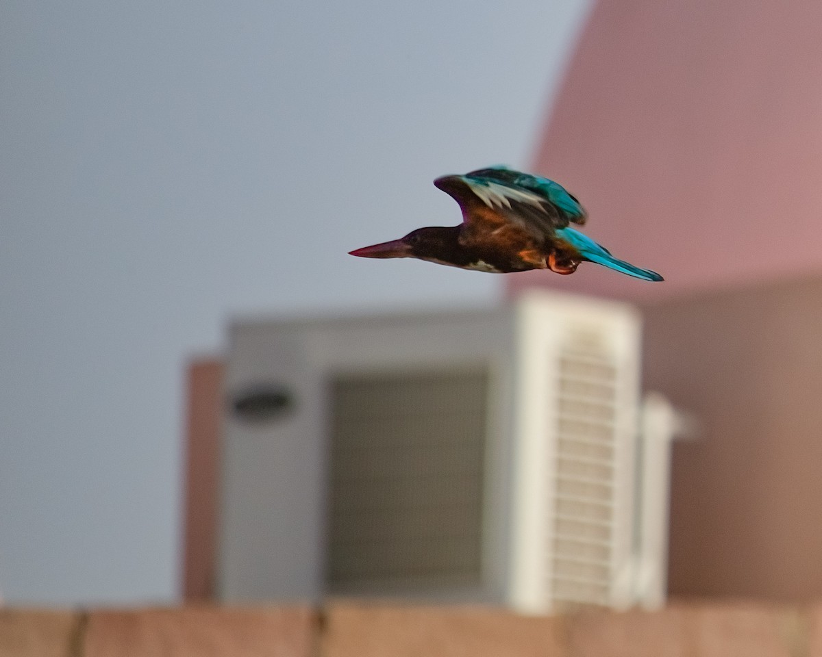 White-throated Kingfisher - ML636016765