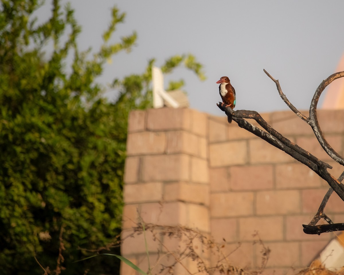 White-throated Kingfisher - ML636016766