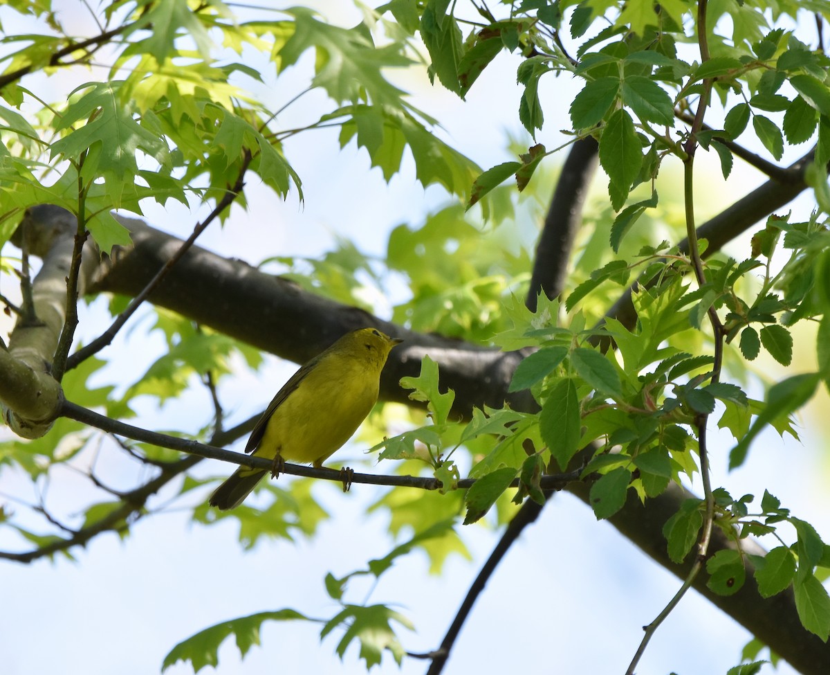 lesňáček čepičatý - ML636016771