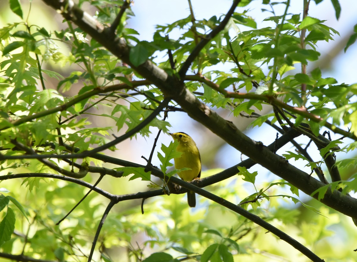 lesňáček čepičatý - ML636016772