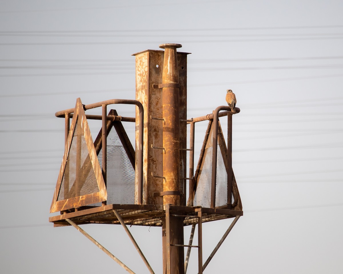 Eurasian Kestrel - ML636016775