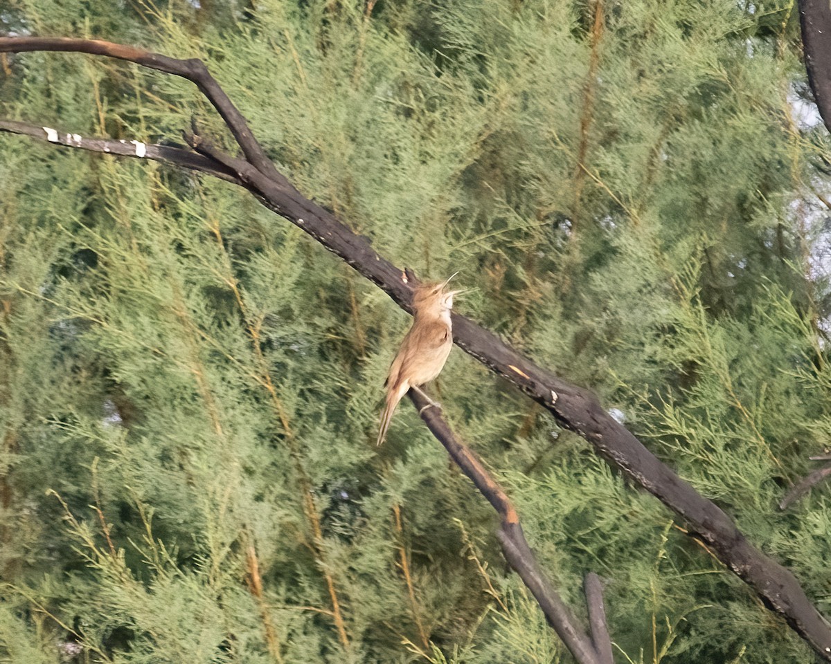 Clamorous Reed Warbler - ML636016782