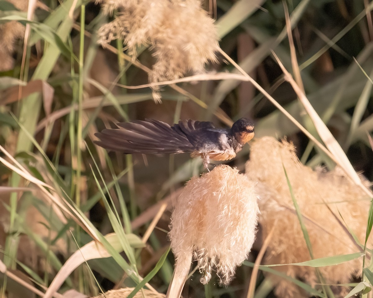 Barn Swallow - ML636016783