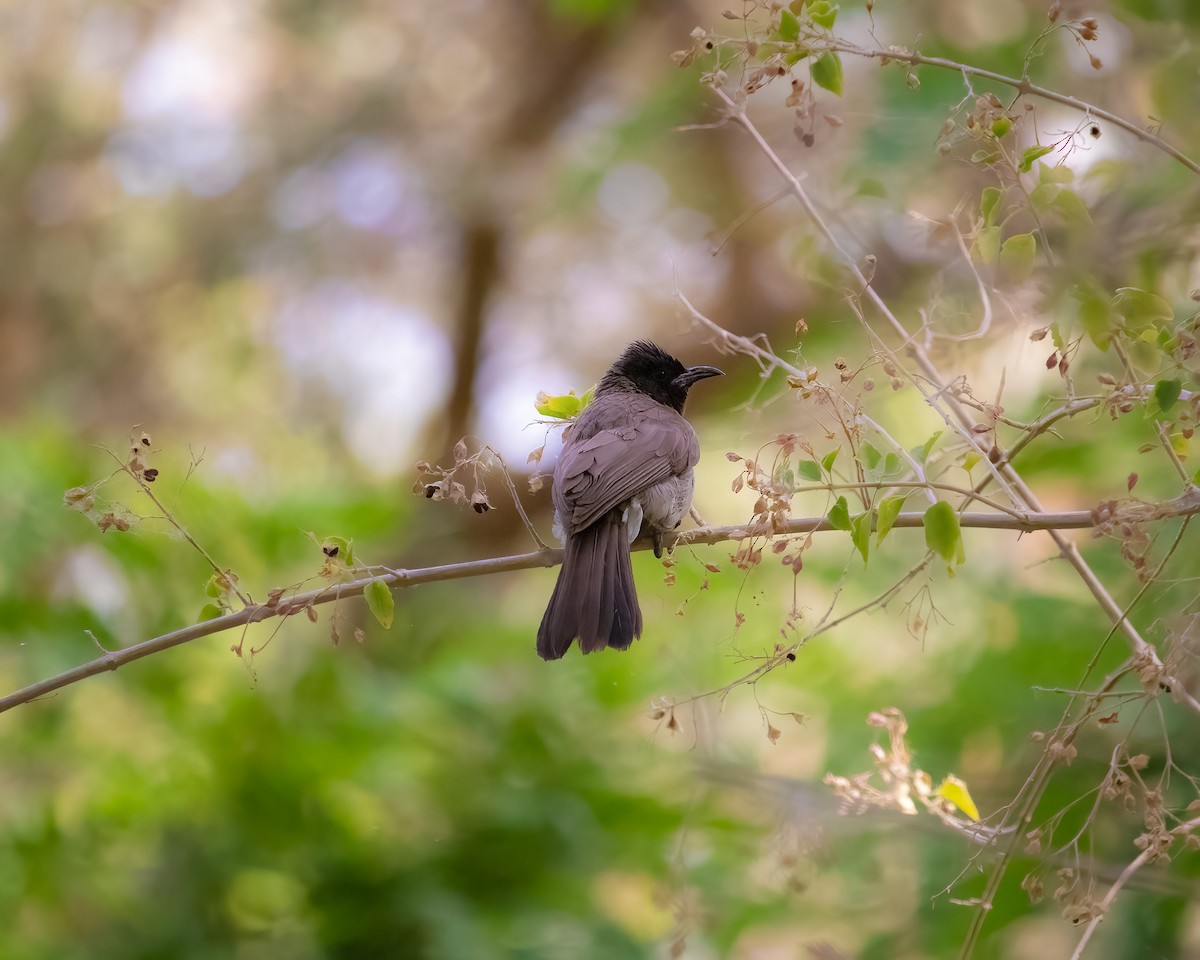 Common Bulbul - ML636016793