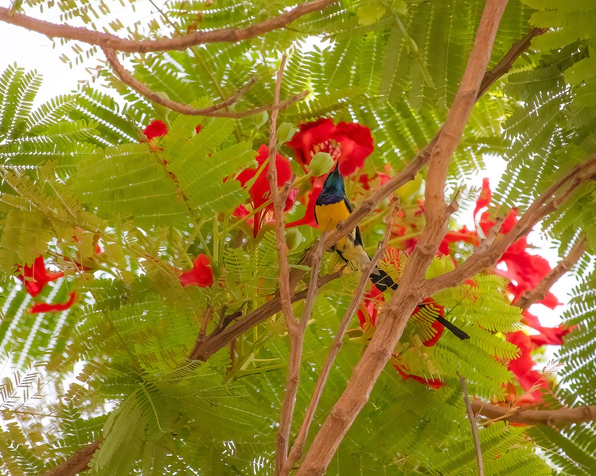 Nile Valley Sunbird - ML636016806