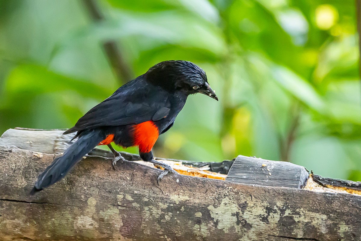 Red-bellied Grackle - ML636016813