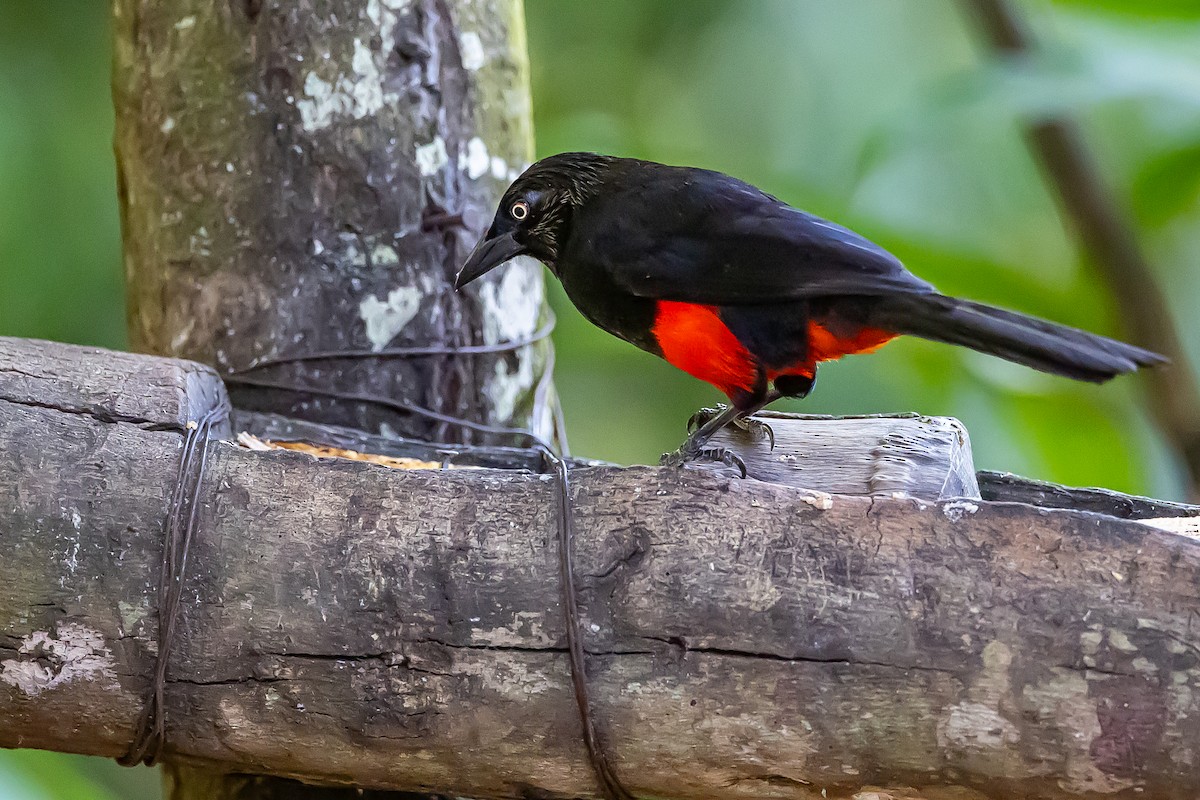 Red-bellied Grackle - ML636016814