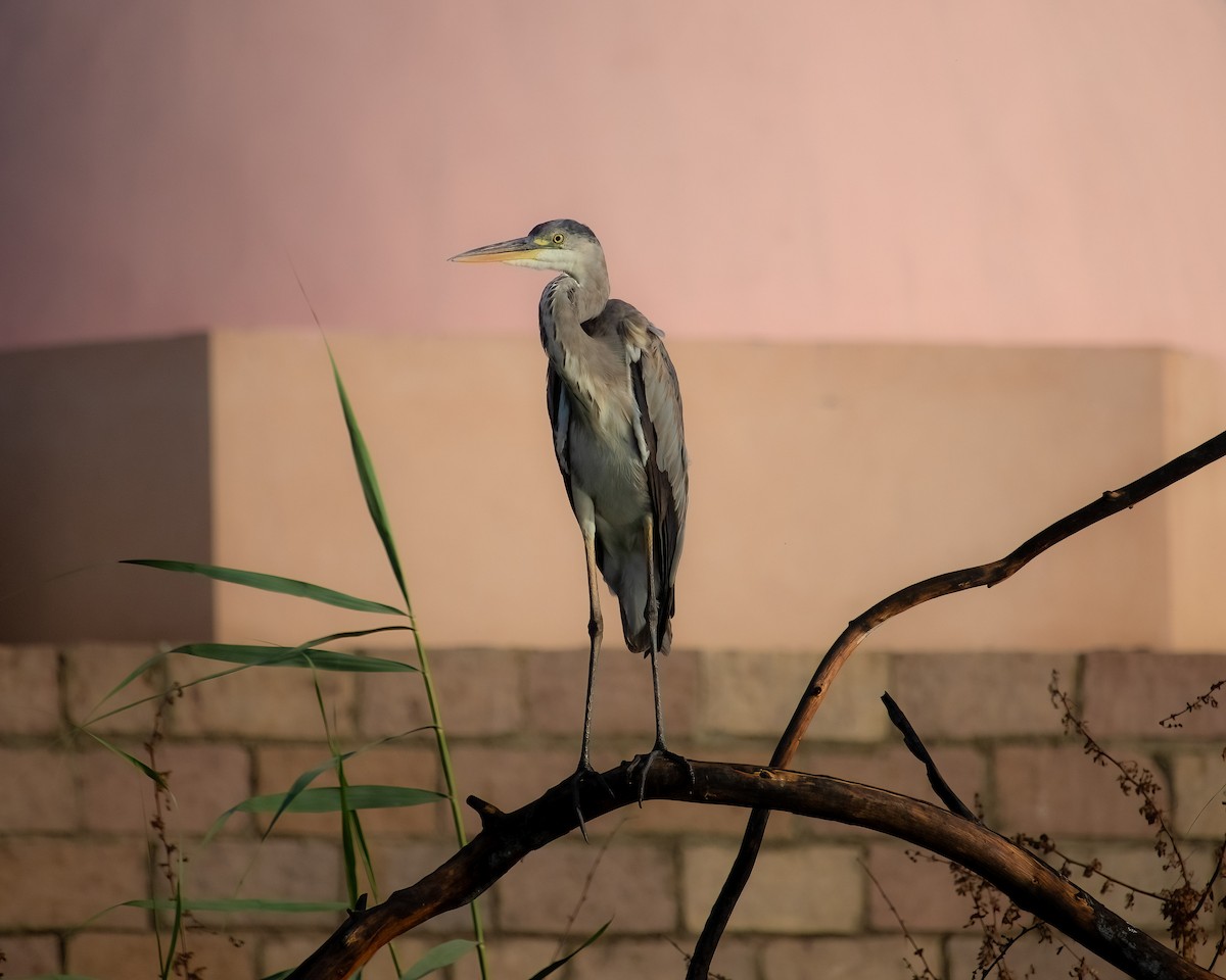 Gray Heron - ML636016827