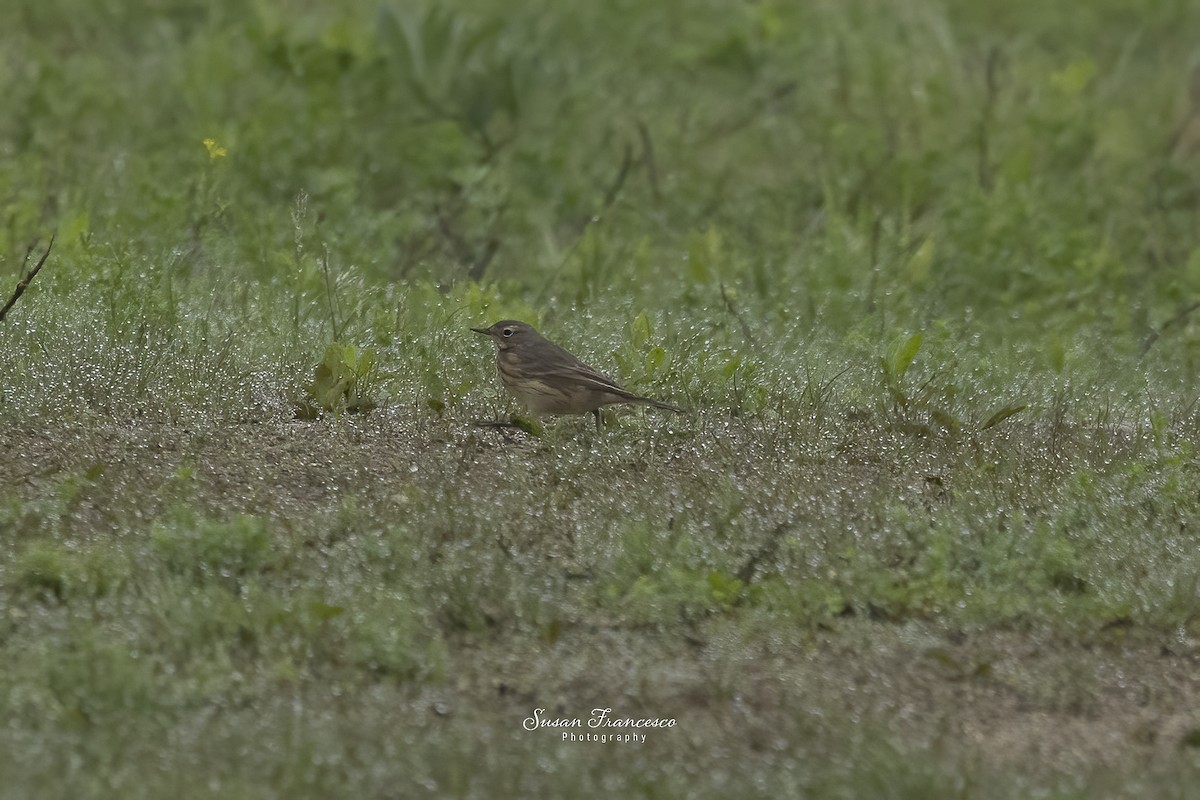 American Pipit - ML636016844