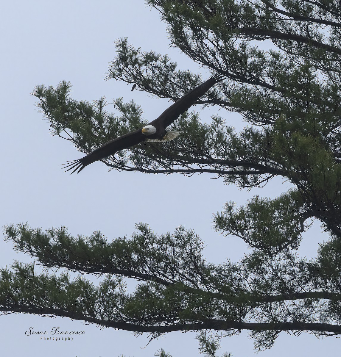 Bald Eagle - ML636016858