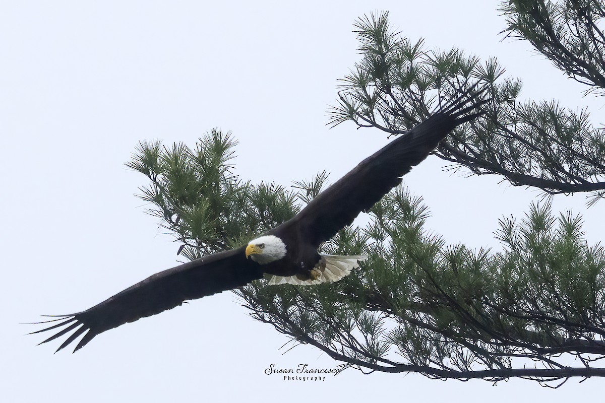 Bald Eagle - ML636016861