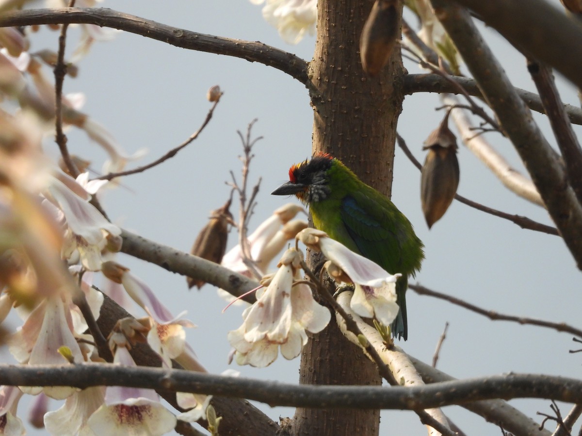 Golden-throated Barbet - ML636016907