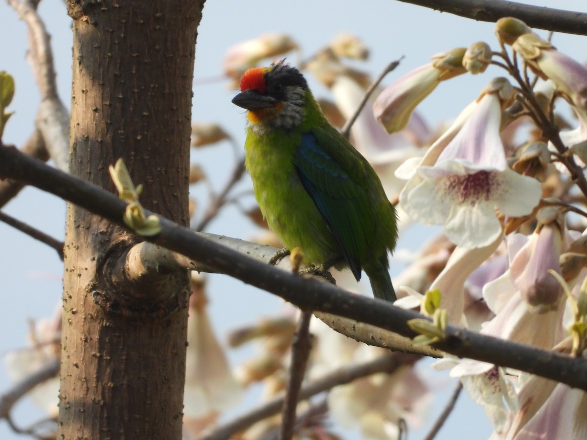 Golden-throated Barbet - ML636016908