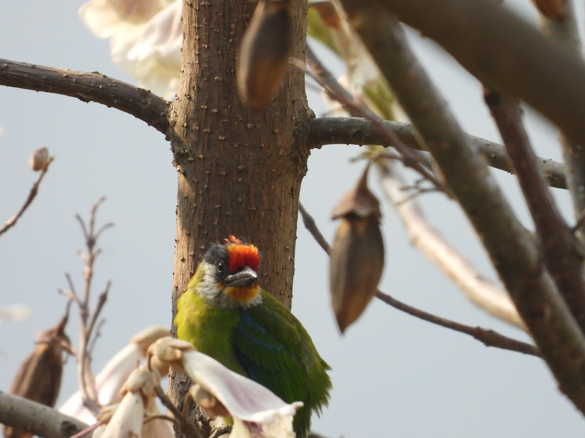 Golden-throated Barbet - ML636016909