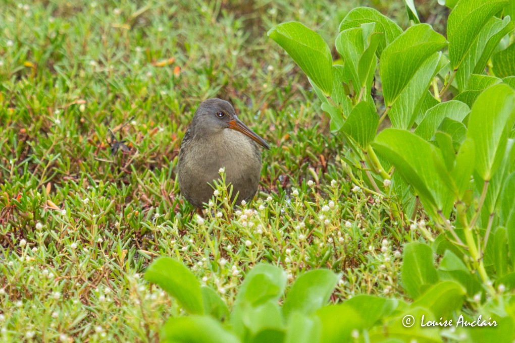 Clapper Rail - ML63601691