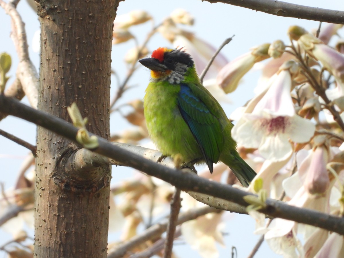 Golden-throated Barbet - ML636016910