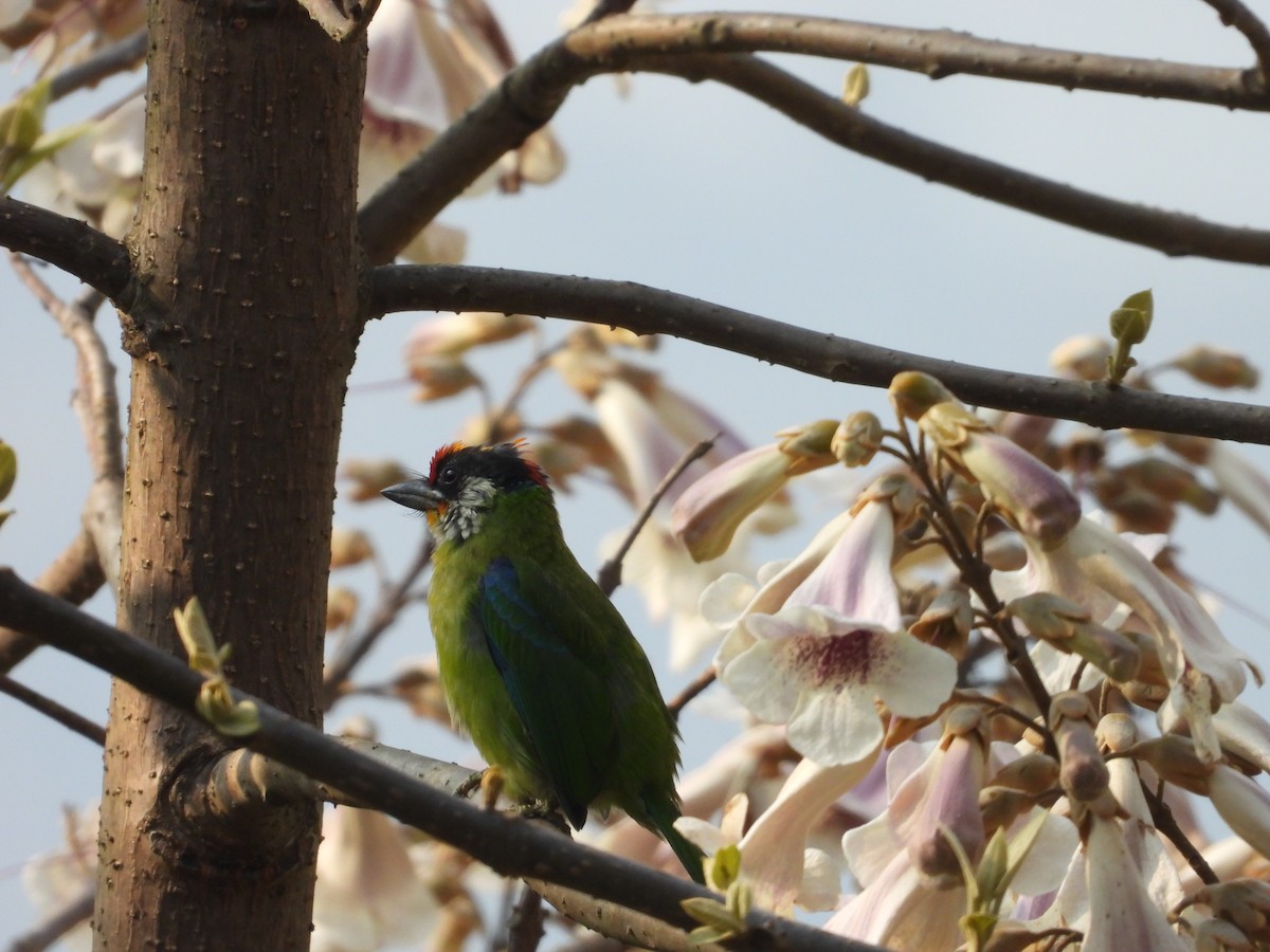 Golden-throated Barbet - ML636016912