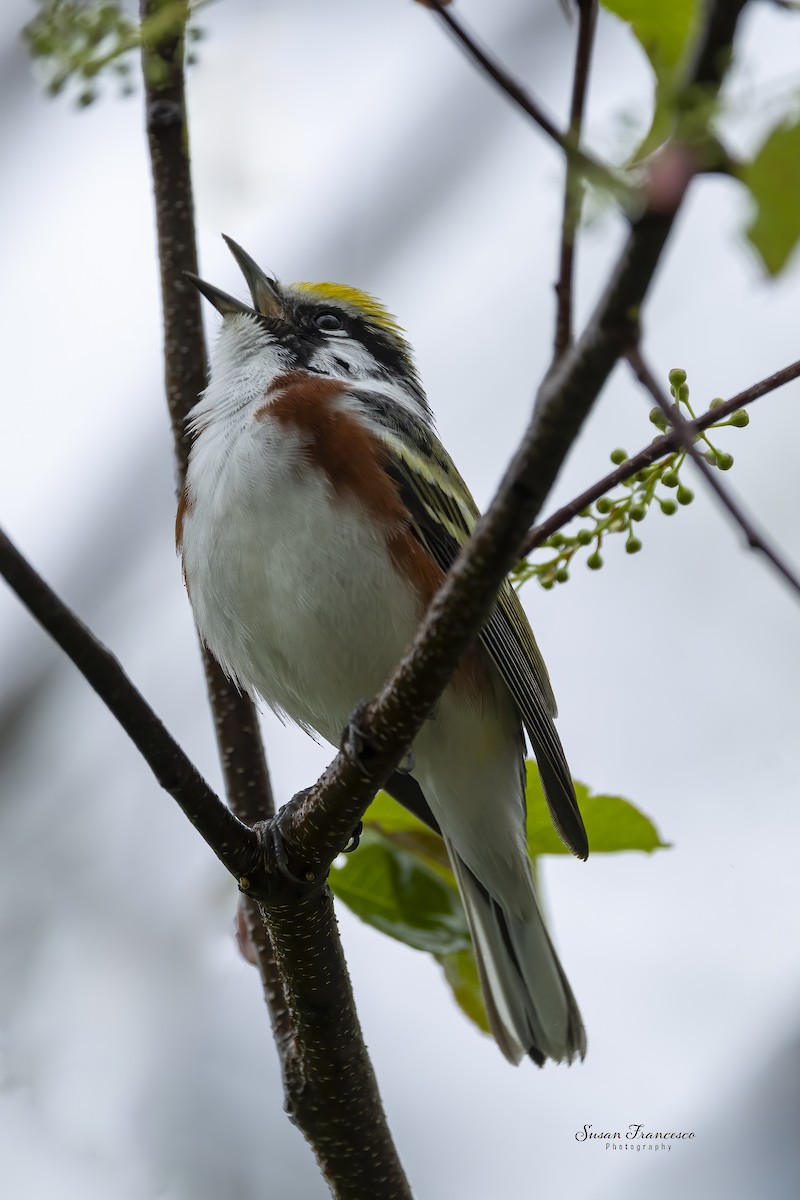 Chestnut-sided Warbler - ML636016954