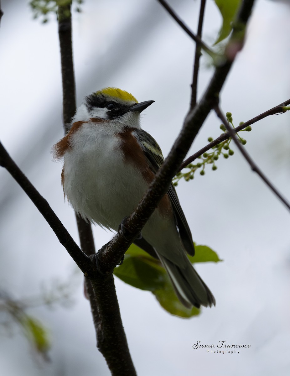 Chestnut-sided Warbler - ML636016955