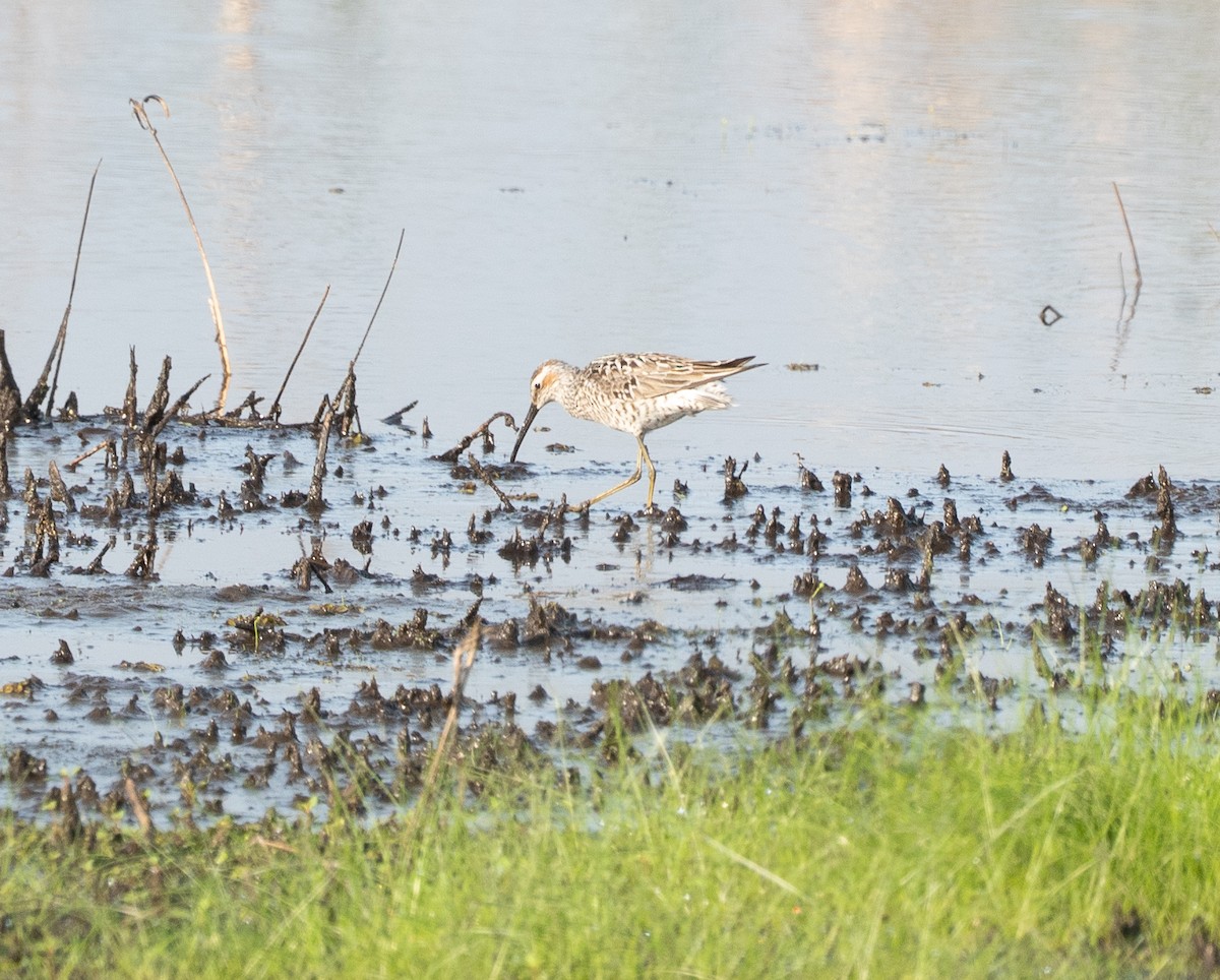 Stilt Sandpiper - Sam Mitcham