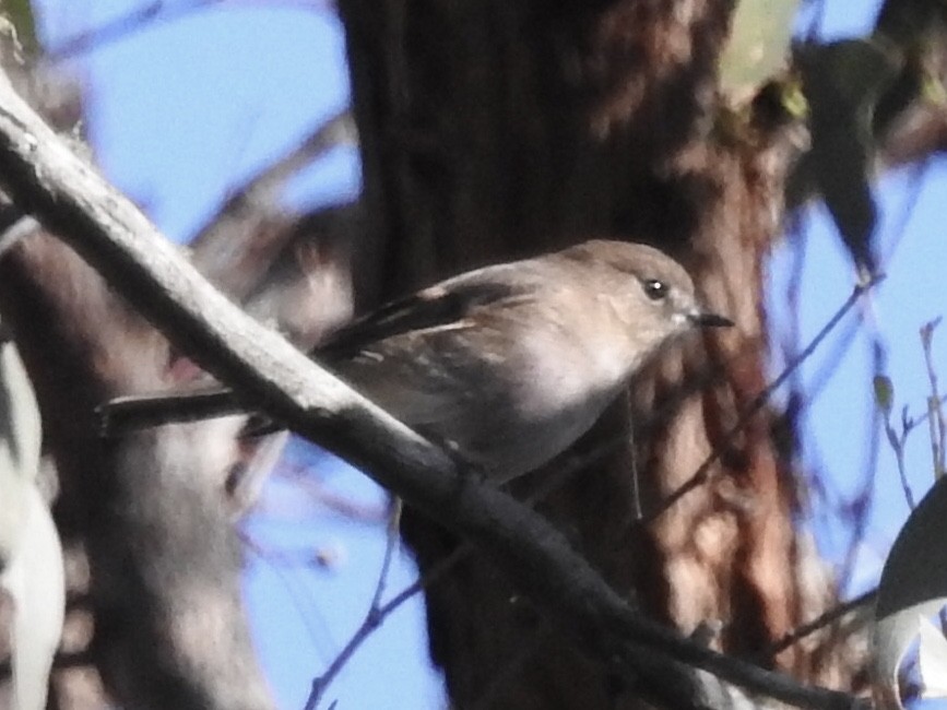 Pink Robin - ML636017004