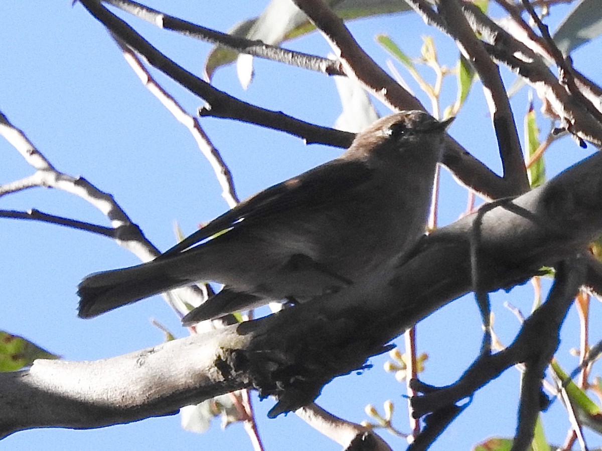 Pink Robin - ML636017005