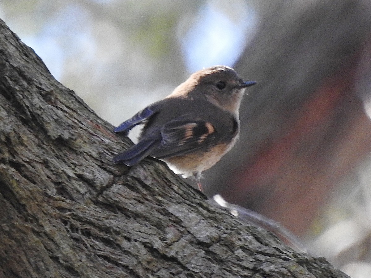 Pink Robin - ML636017006
