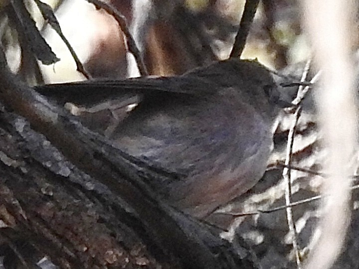 Pink Robin - ML636017007