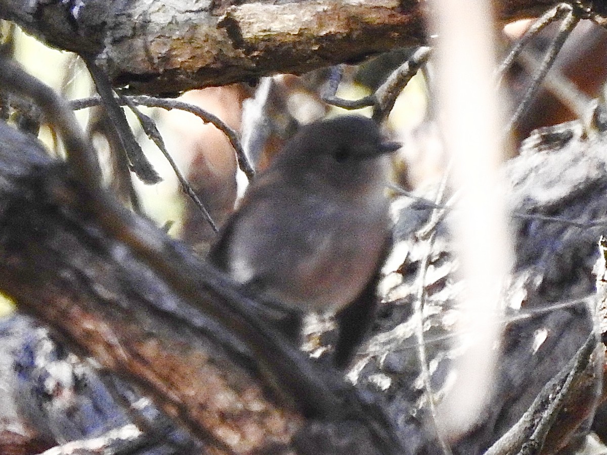 Pink Robin - ML636017008