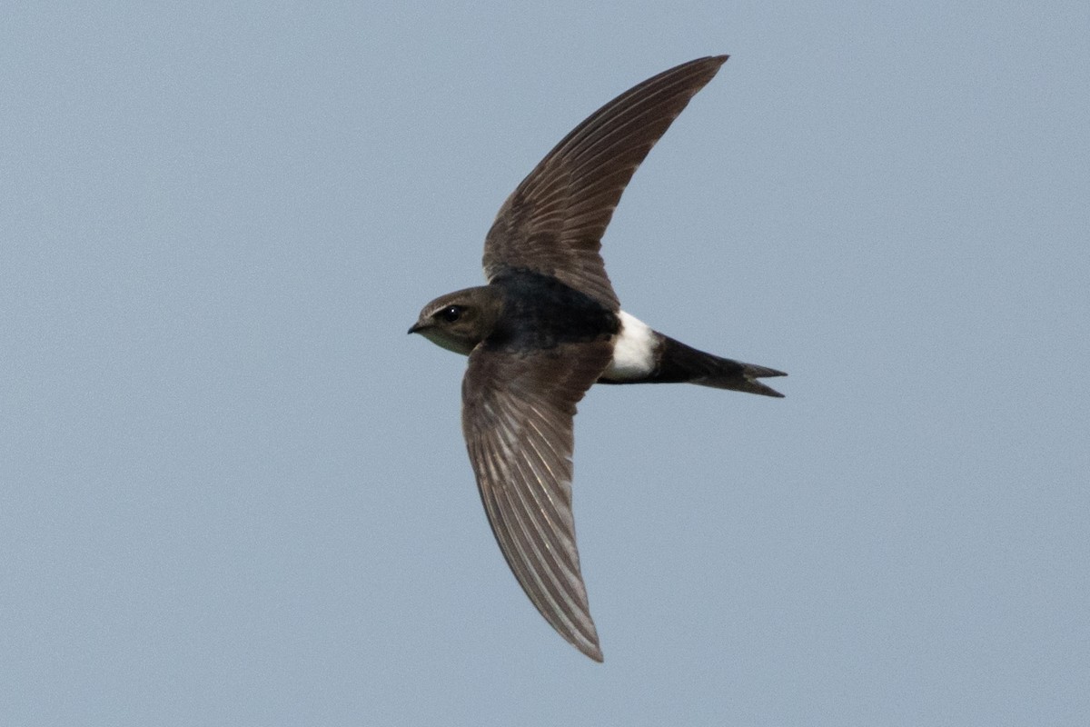 Horus Swift - ML636017016