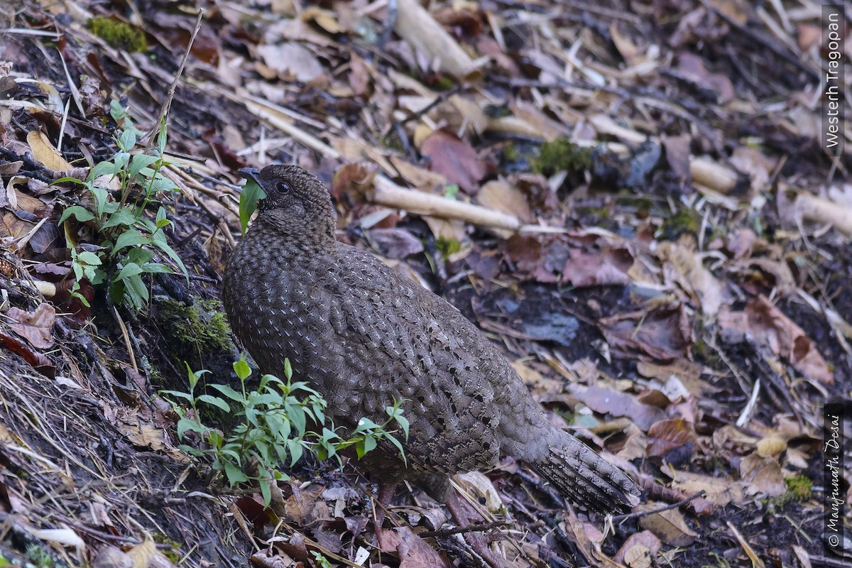 Western Tragopan - ML636017025