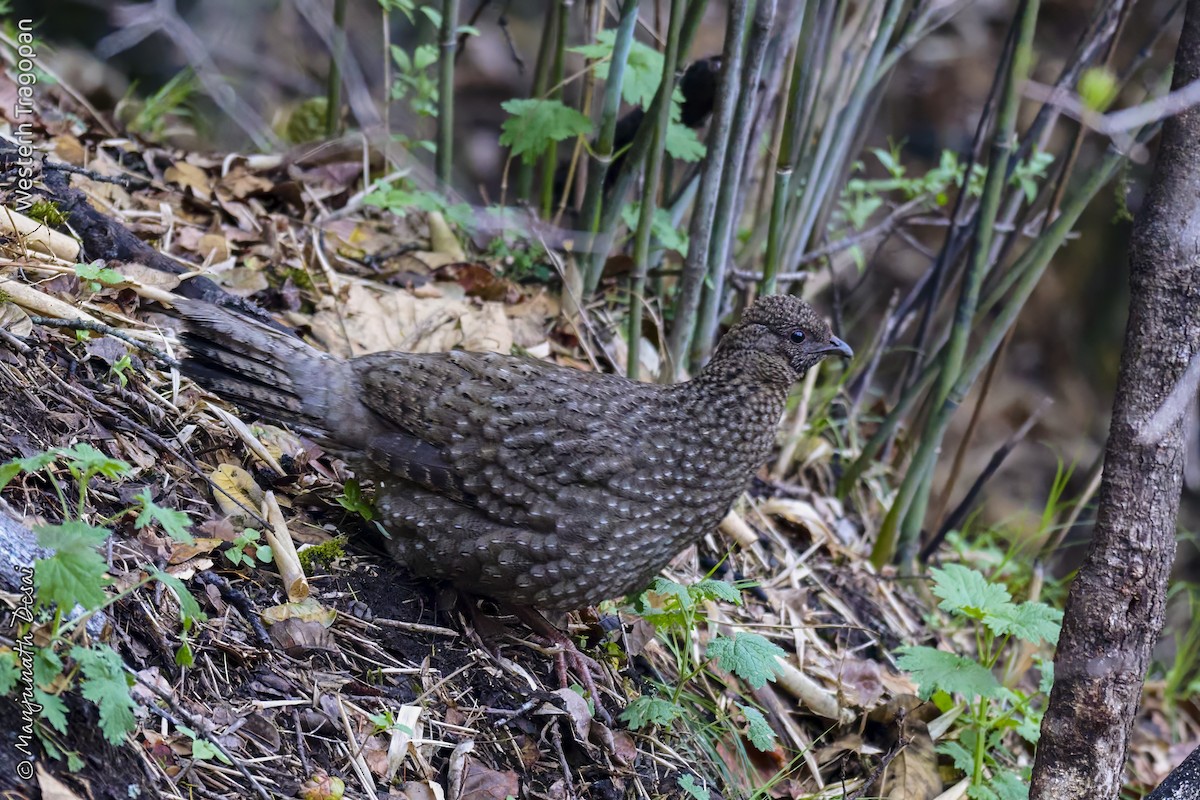 Western Tragopan - ML636017026