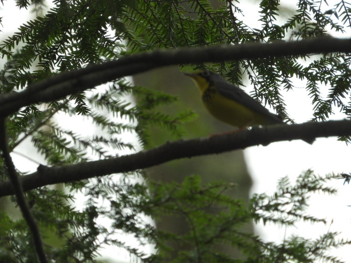 Canada Warbler - ML636017031