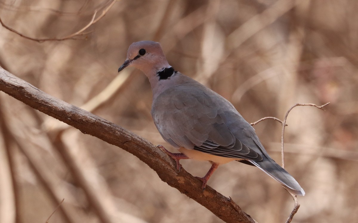 Vinaceous Dove - ML636017074