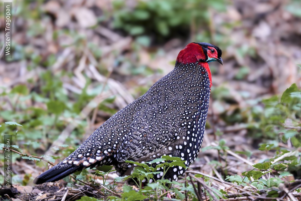 Western Tragopan - ML636017077