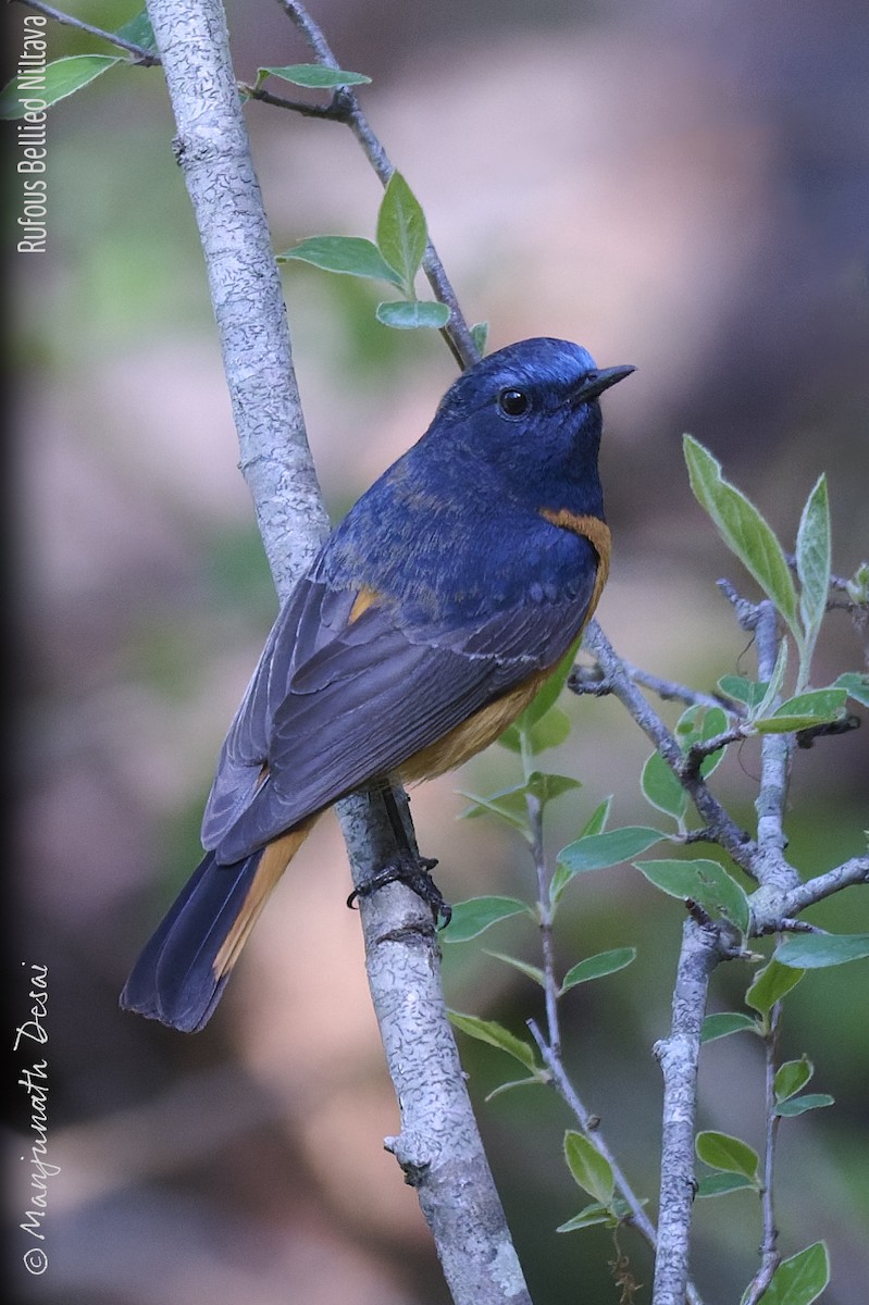 Rufous-bellied Niltava - ML636017120