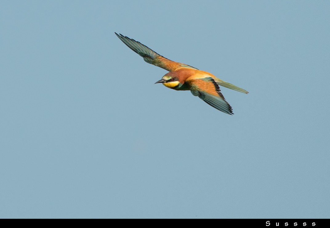 European Bee-eater - ML636017224