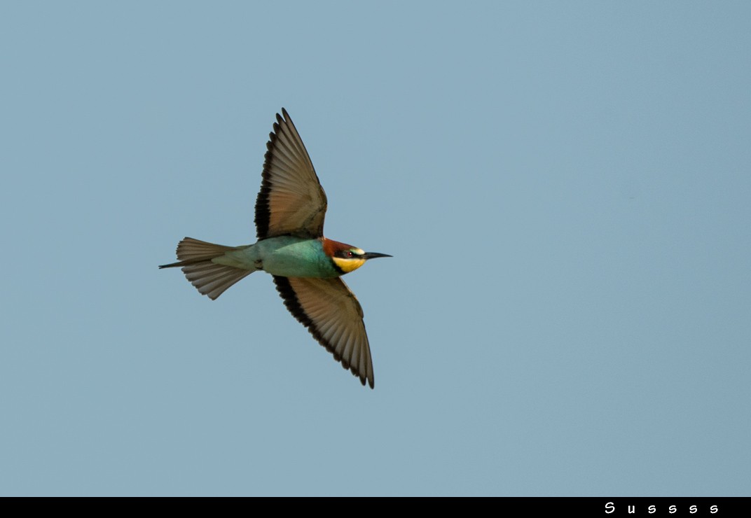 European Bee-eater - ML636017225