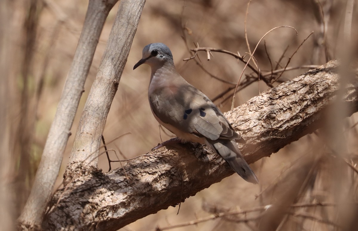 Black-billed Wood-Dove - ML636017229
