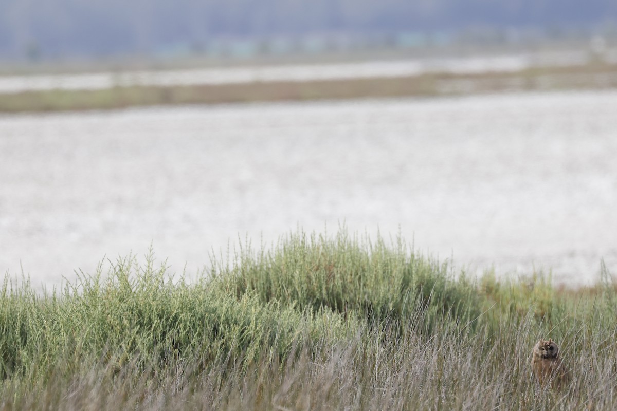Marsh Owl - ML636017237