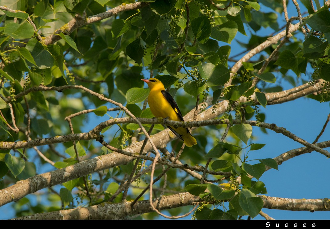 Eurasian Golden Oriole - ML636017259