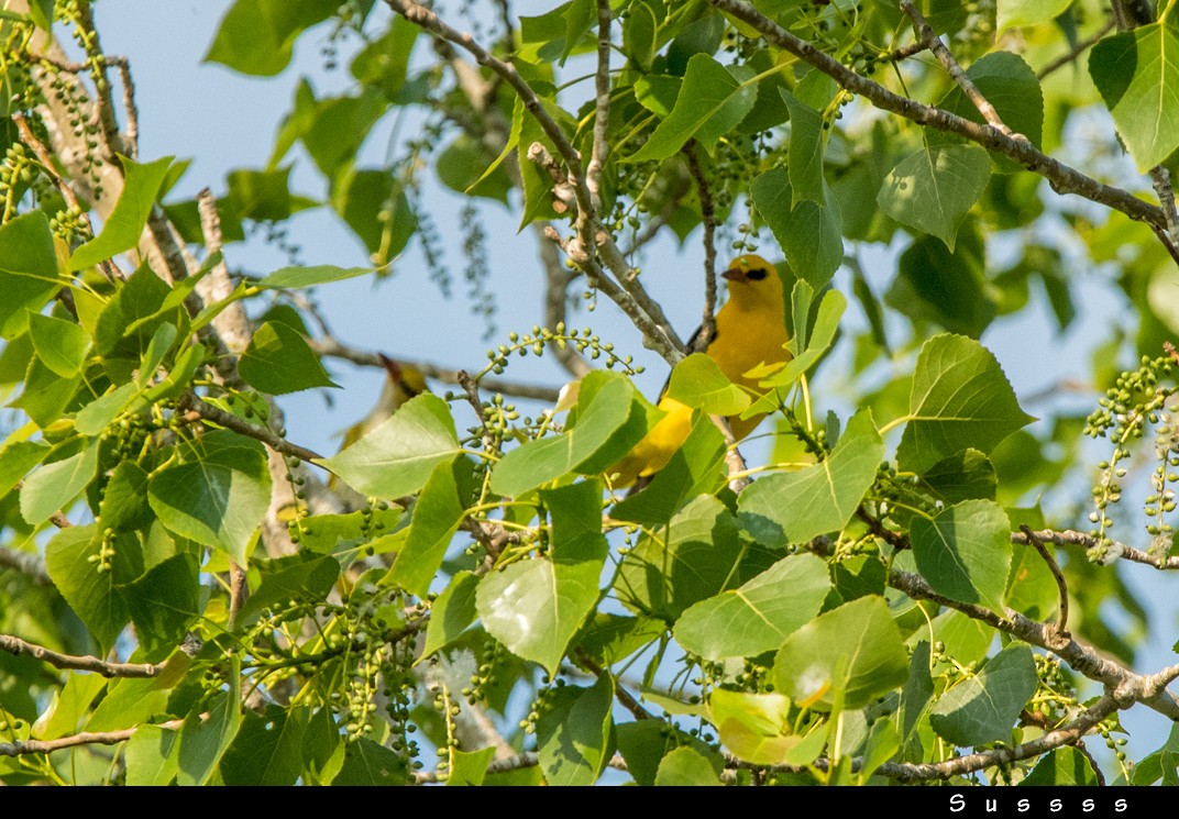 Eurasian Golden Oriole - ML636017260
