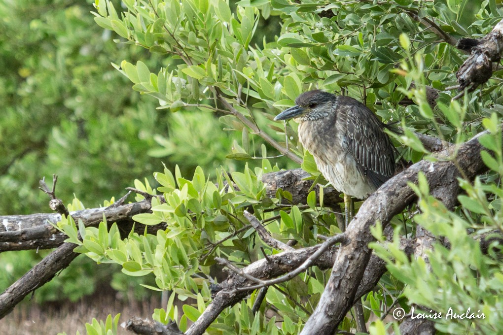 Yellow-crowned Night Heron - Louise Auclair