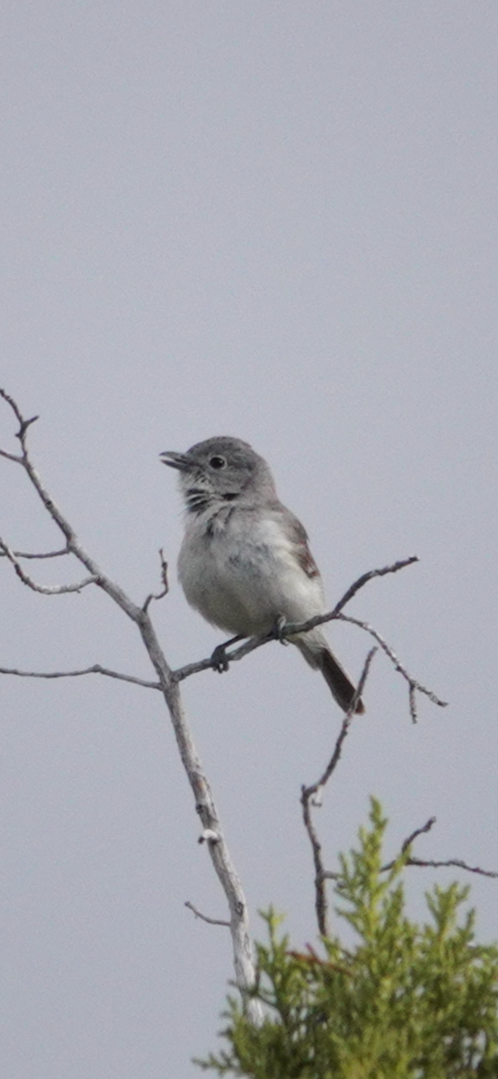 Gray Vireo - ML636017442