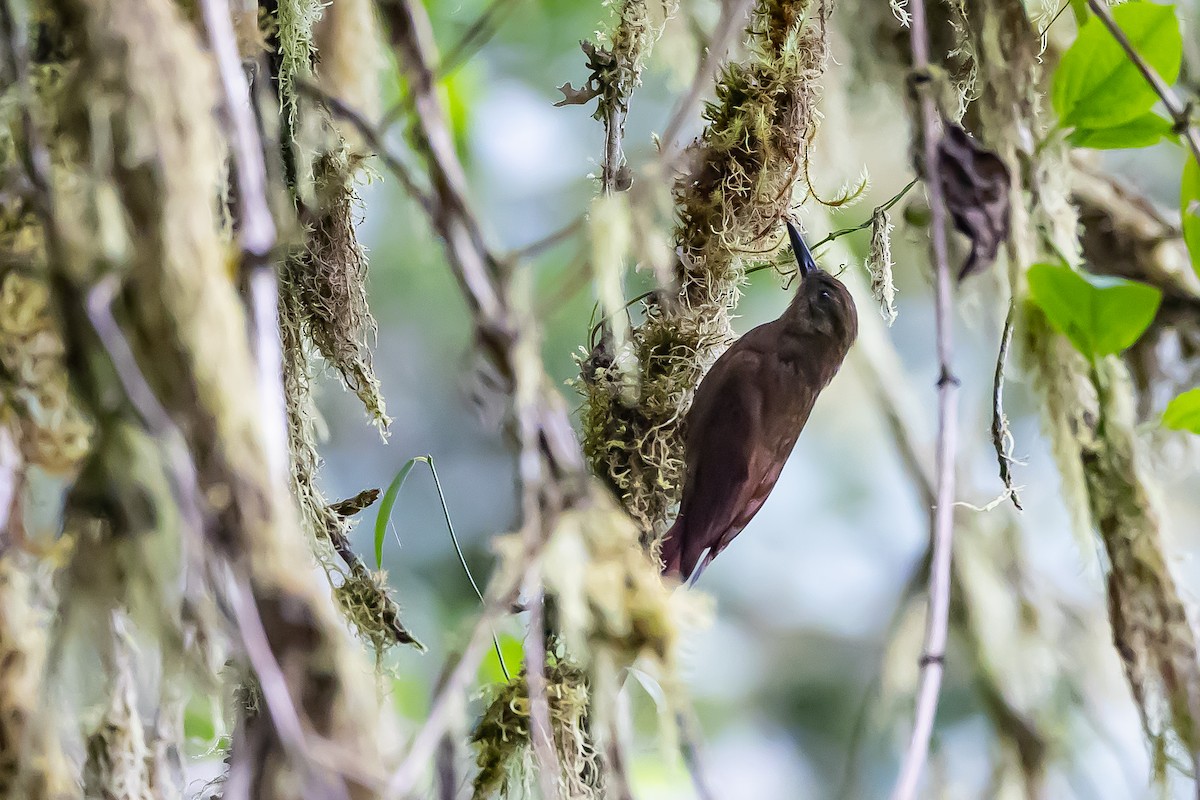 Tyrannine Woodcreeper - ML636017469
