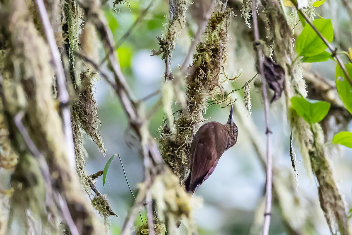 Tyrannine Woodcreeper - ML636017470